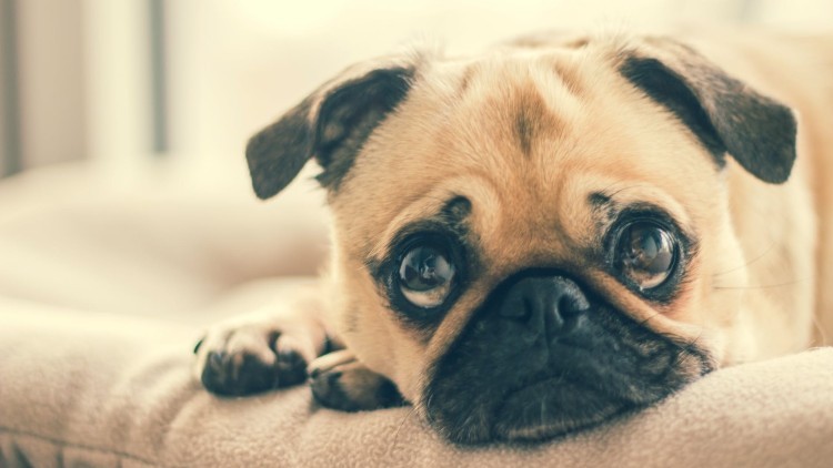 Pug (1)